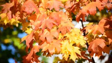 Güneşli günde güzel sonbahar akçaağaç yaprakları