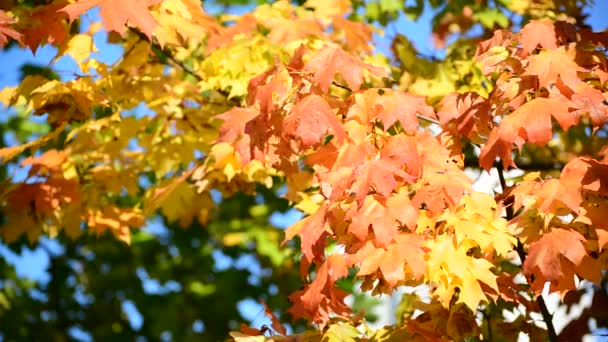 Beautiful autumn maple leaves on  sunny day — Stock Video