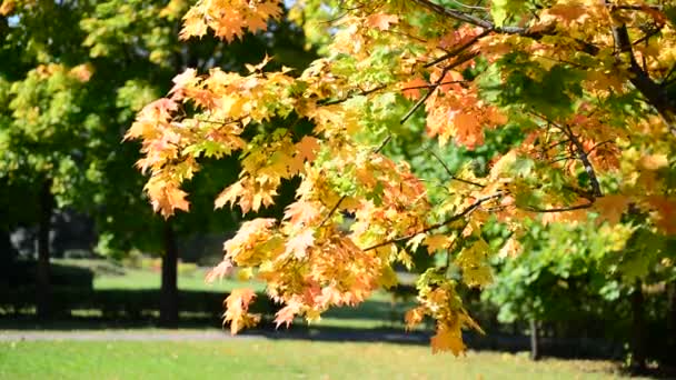 Belle foglie d'acero autunnale nella giornata di sole — Video Stock