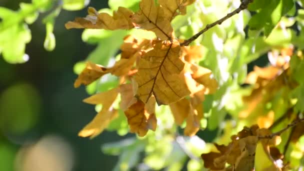 晴れた秋の日に風のオーク — ストック動画