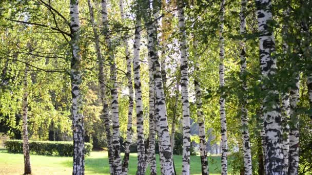 Bouleau bosquet au début de l'automne par une journée ensoleillée 
