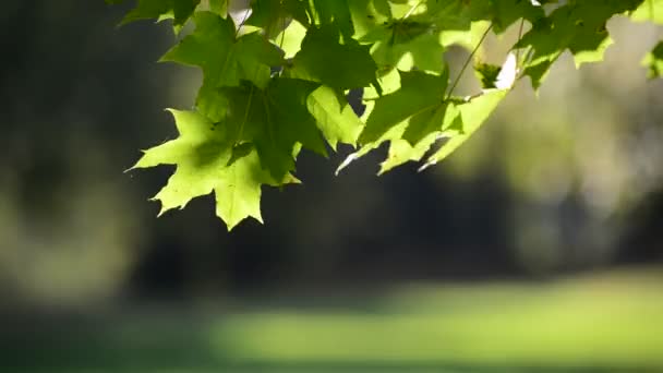 Verano hojas de arce en el día soleado — Vídeos de Stock