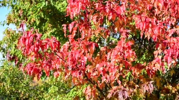 Beautiful autumn maple leaves on  sunny day — Stock Video