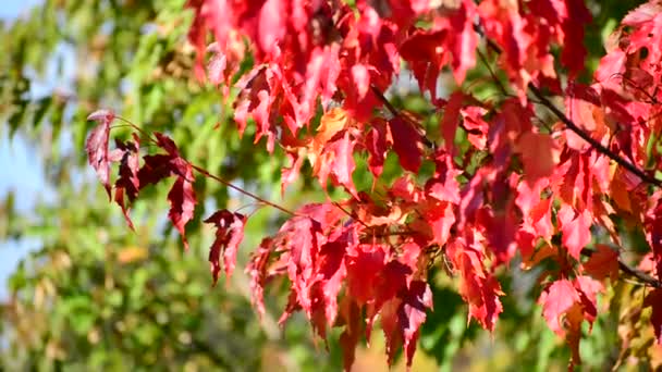 Hermosas hojas de arce de otoño en el día soleado — Vídeos de Stock