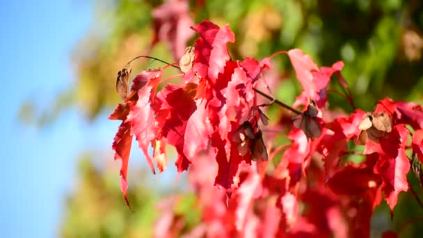 Hermosas hojas de arce de otoño en el día soleado — Vídeo de stock