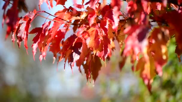 Όμορφη σφενδάμνου φθινόπωρο αφήνει ηλιόλουστη ημέρα — Αρχείο Βίντεο