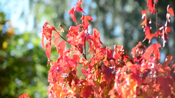 Schöne Herbst-Ahornblätter an sonnigen Tagen — Stockvideo