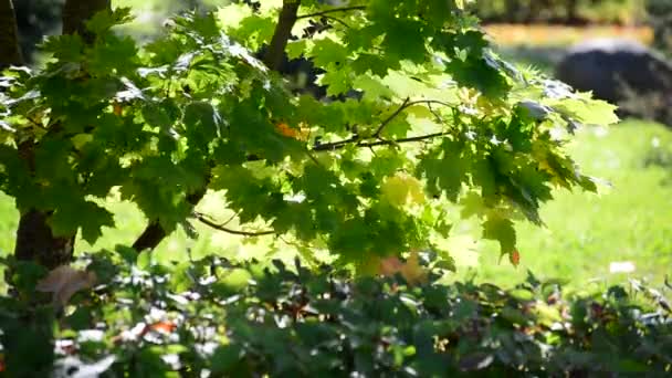 Foglie d'acero estive nella giornata di sole — Video Stock