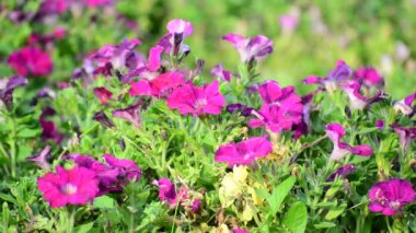 Pembe petunyaların bir çiçek yatak