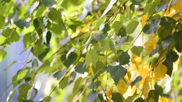 Las hojas de abedul se balancean en el viento a principios de otoño — Vídeo de stock