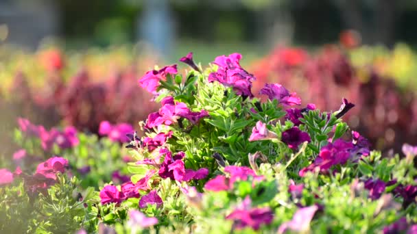 Um canteiro de flores com petúnias rosa — Vídeo de Stock