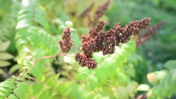 Feldfrüchte mit Saatgut im Frühherbst — Stockvideo