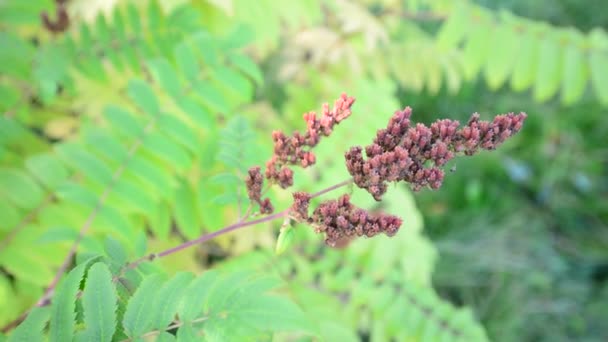 初秋の種子とノハラツグミ — ストック動画