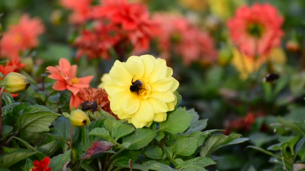 Bumble bee pollinerar en blomma av dahlia — Stockvideo