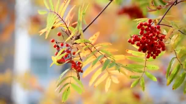 Bacche di Rowan in autunno con foglie rosse — Video Stock