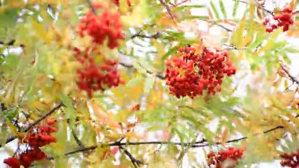 Rowan bessen in de herfst met rode bladeren — Stockvideo