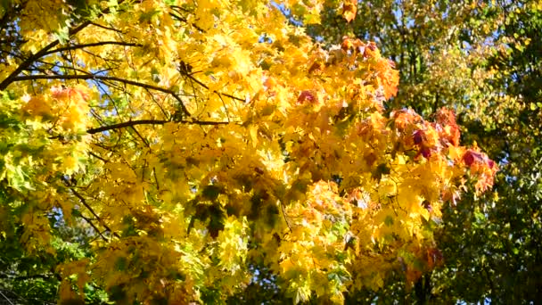 Hermosas hojas de arce de otoño en el día soleado — Vídeo de stock