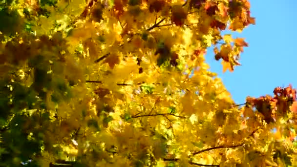 Прекрасне осіннє кленове листя в сонячний день — стокове відео