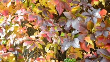 renkli vahşi sonbahar yaprak