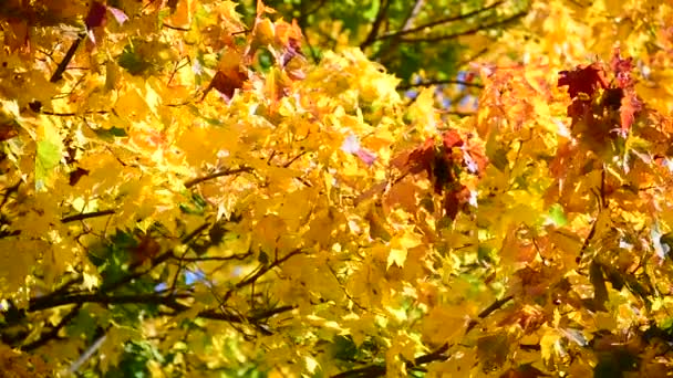 Beautiful autumn maple leaves on  sunny day — Stock Video