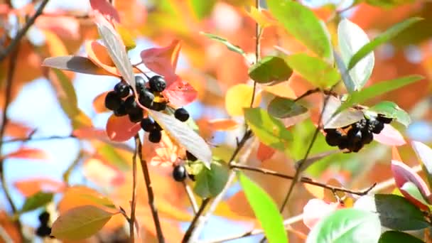 Aronia Herbst an einem sonnigen Tag — Stockvideo