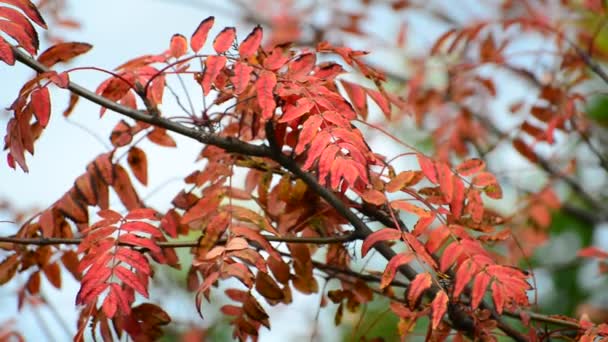 Rode rowan bladeren van de herfst — Stockvideo