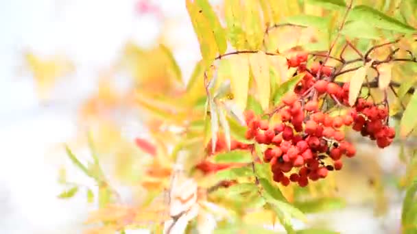 Rowan bessen in de herfst met rode bladeren — Stockvideo