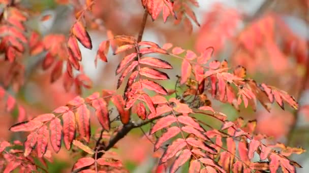 Rote Eberesche Blätter im Herbst — Stockvideo