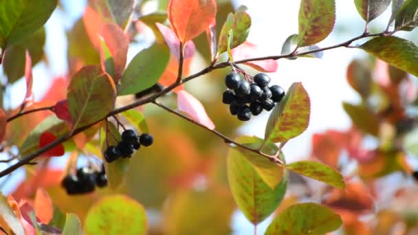 Aronia autumn — Stock Video