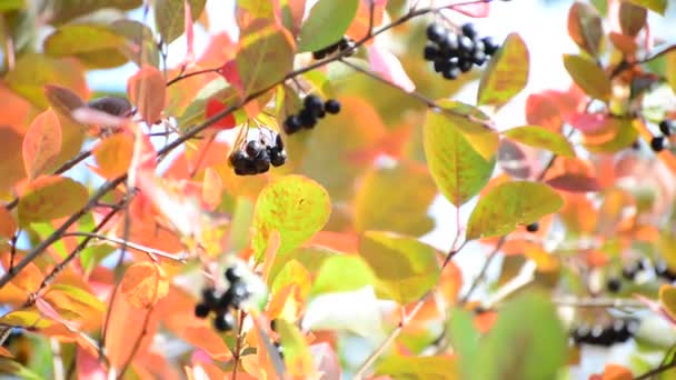 Aronia otoño — Vídeo de stock