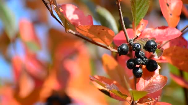 Aronia Herbst — Stockvideo