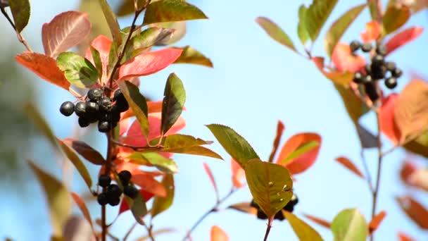 Aronia autumn — Stock Video