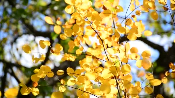 Vackra höstlöv gula bakgrundsbelyst — Stockvideo