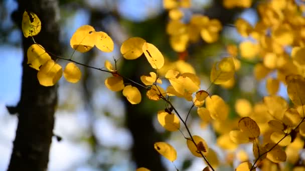 Bella giallo autunno foglie retroilluminato — Video Stock