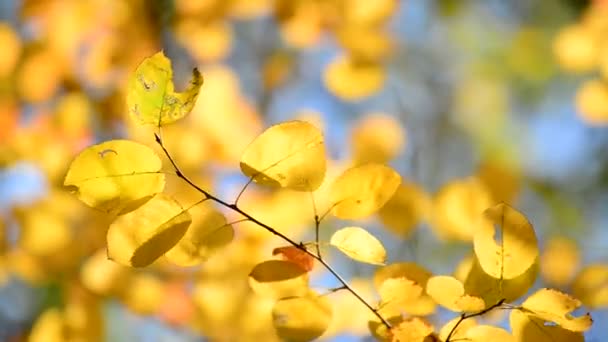 Gyönyörű sárga őszi levelek háttérvilágítással — Stock videók