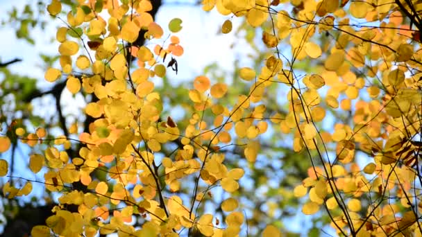 Belles feuilles d'automne jaunes rétroéclairées 
