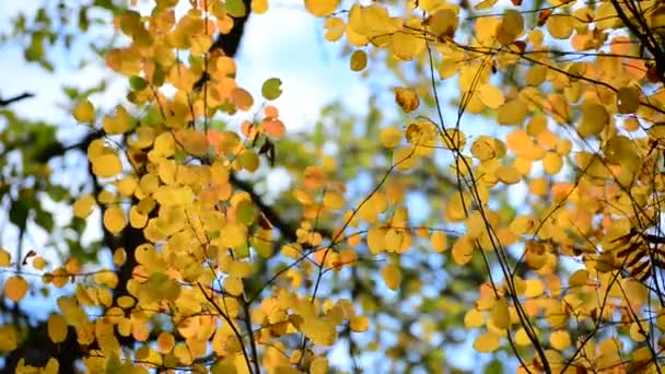Belles feuilles d'automne jaunes rétroéclairées 