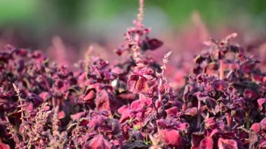 düşük Rüzgar üzerinde mor mor