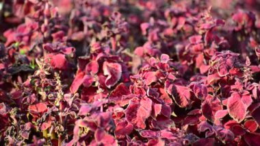 düşük Rüzgar üzerinde mor mor