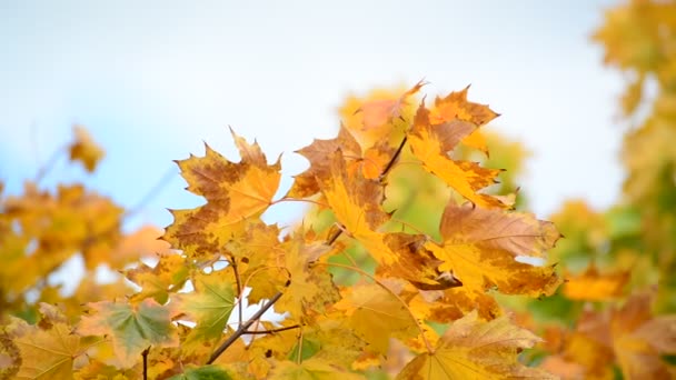 Belles feuilles d'érable d'automne le jour ensoleillé 