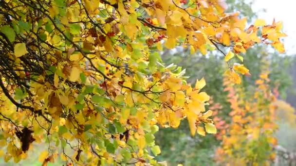 Hawthorn φθινόπωρο με τα μούρα και τα κίτρινα φύλλα — Αρχείο Βίντεο