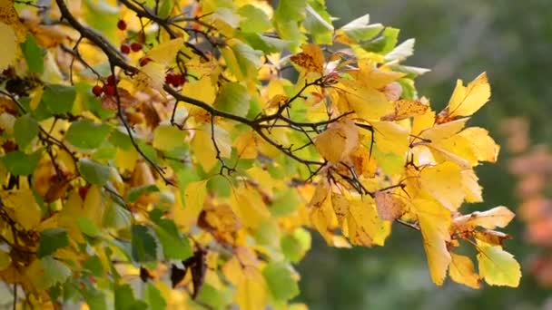 Hawthorn autumn with berries and yellow leaves — Stock Video