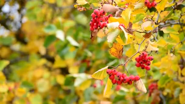 Weißdorn Herbst mit Beeren und gelben Blättern — Stockvideo