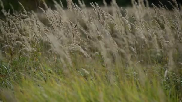 Autumn grass swaying in  wind — Stock Video