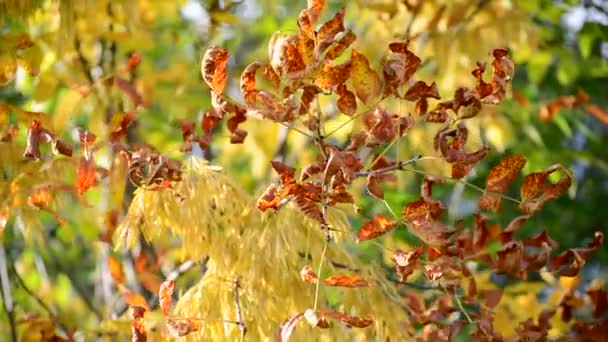 Primer plano de hojas amarillas de fresno en otoño — Vídeo de stock