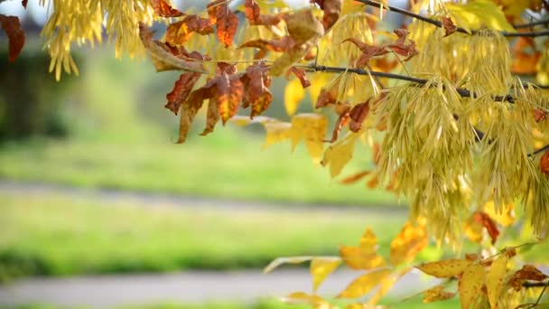 Gros plan sur les feuilles jaunes de frêne en automne — Video