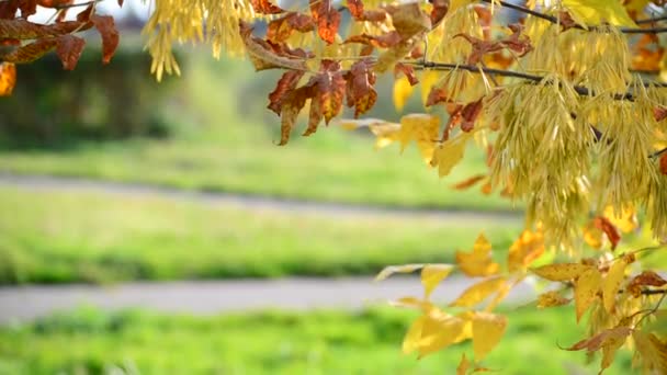 Primer plano de hojas amarillas de fresno en otoño — Vídeo de stock