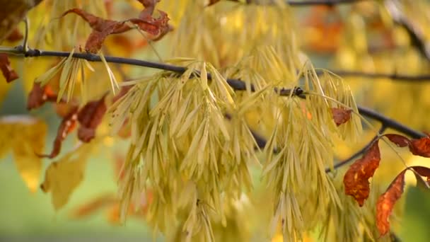Nahaufnahme der gelben Blätter der Esche im Herbst — Stockvideo