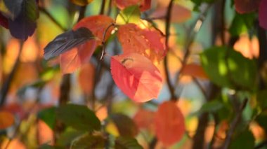 güneşli bir günde Aronia sonbahar