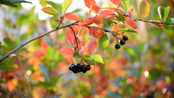 Aronia herfst op een zonnige dag — Stockvideo